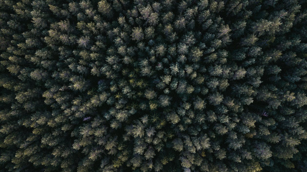 Dense forest canopy viewed from above, the type of terrain requiring helicopter LiDAR for ground mapping